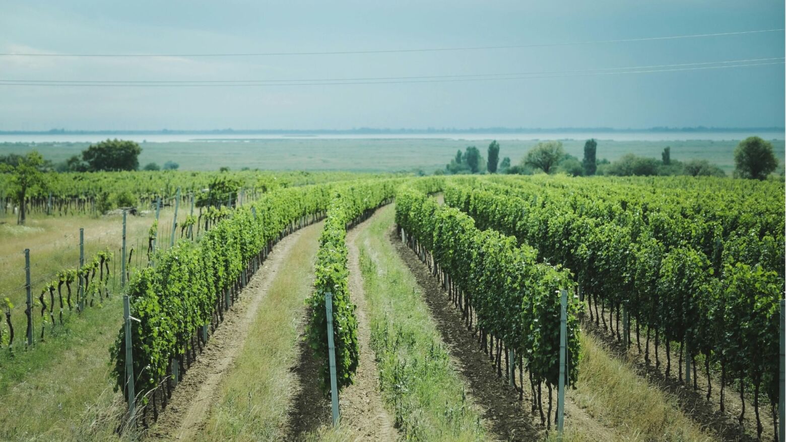Opera&ccedil;&atilde;o &ldquo;Puro Verde&rdquo;: PJ det&eacute;m oito suspeitos e realiza buscas na Comiss&atilde;o de Viticultura da Regi&atilde;o dos Vinhos Verdes