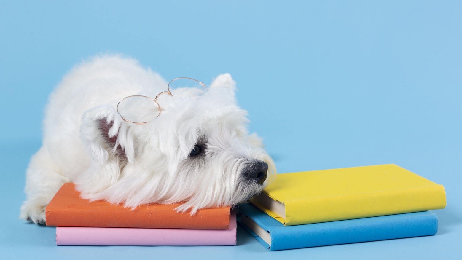 Paços de Ferreira promove leitura em parceria com cães na Biblioteca Municipal