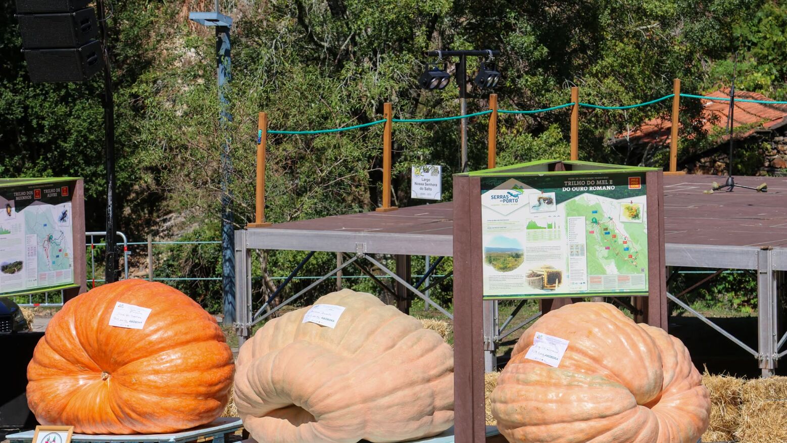 Paredes: Ab&oacute;bora recorde de 905 quilos vence concurso de hort&iacute;colas gigantes na Senhora do Salto