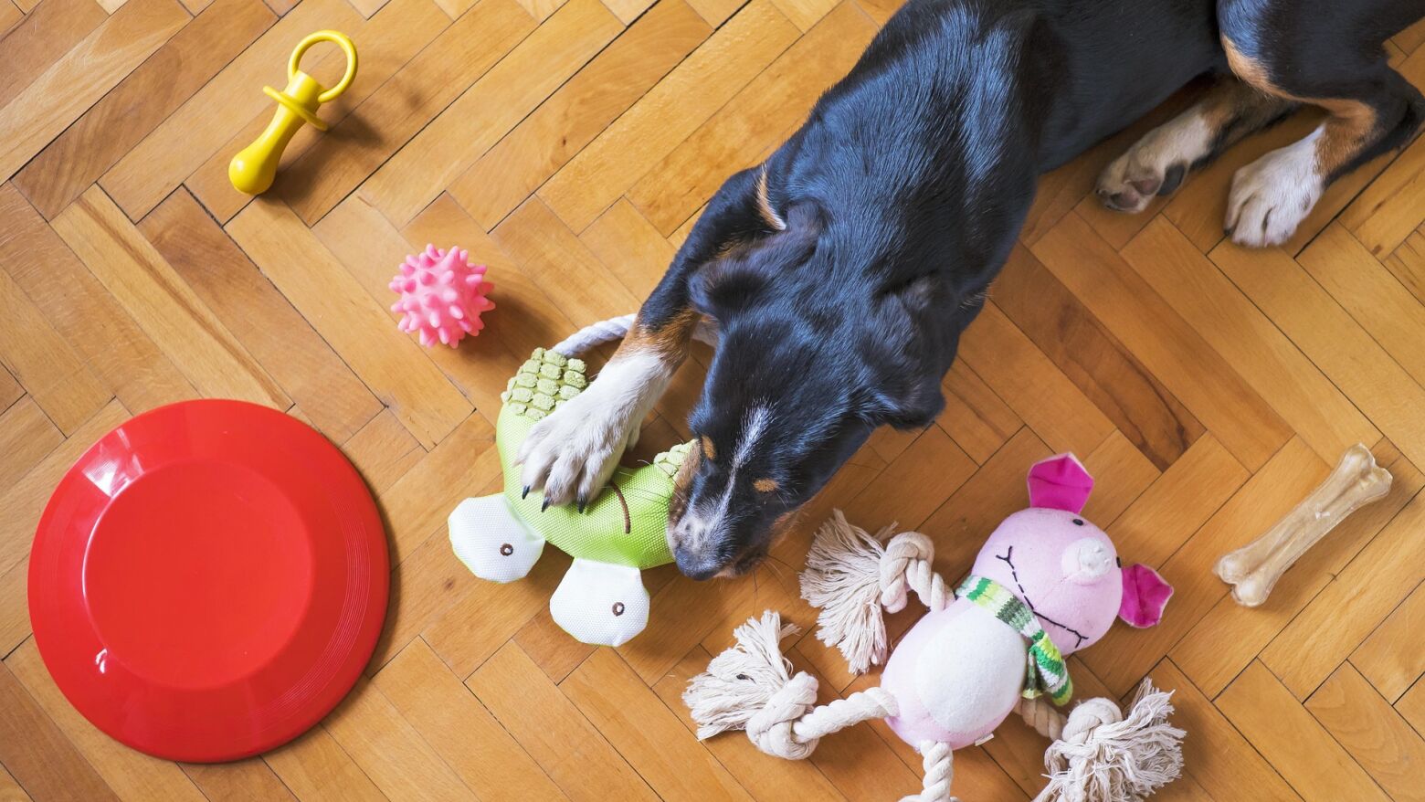 Campanha de vacinação e identificação eletrónica de cães arranca em Amarante a 12 de maio