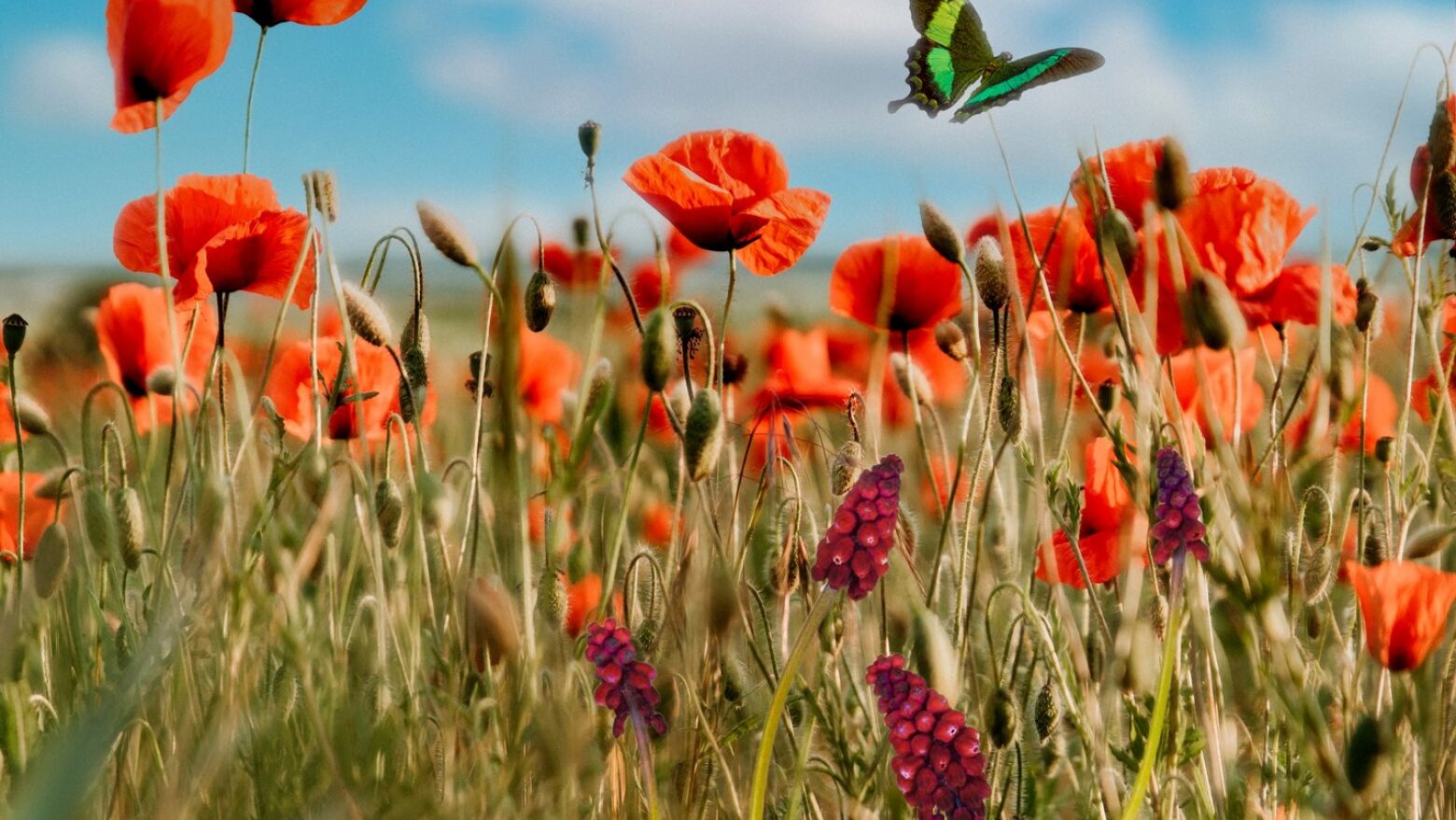 Tâmega e Sousa: Sábado de céu limpo marcado por forte amplitude térmica