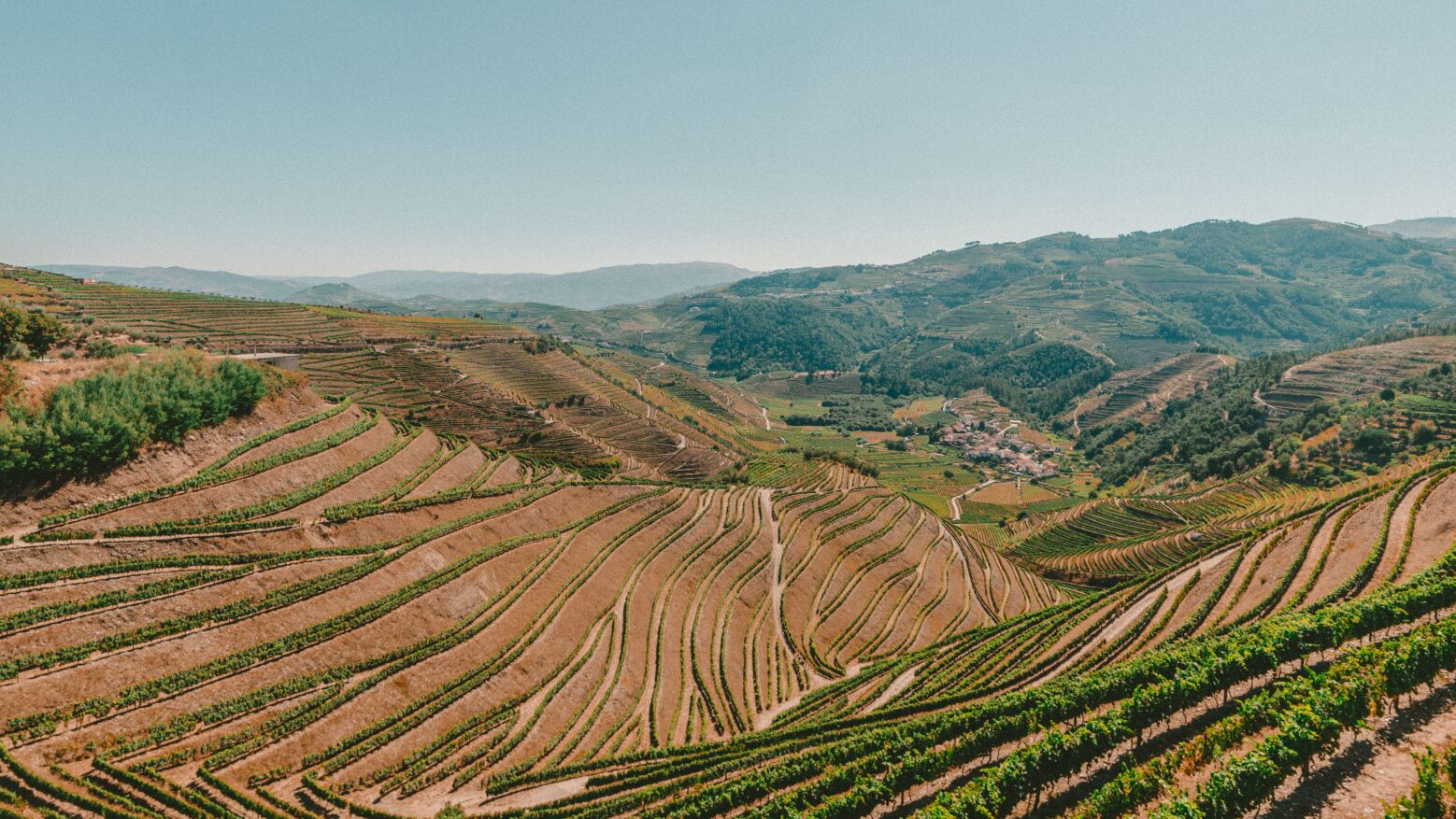 Candidaturas ao “Prémio Vinha Douro” abertas até 15 de outubro
