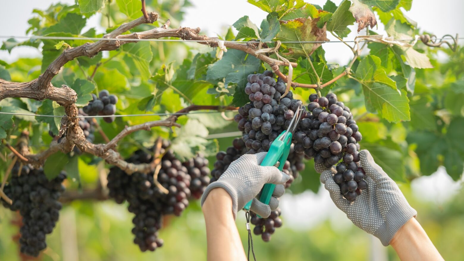 Douro inicia vindimas com perspetiva de quebra na produção e boa qualidade