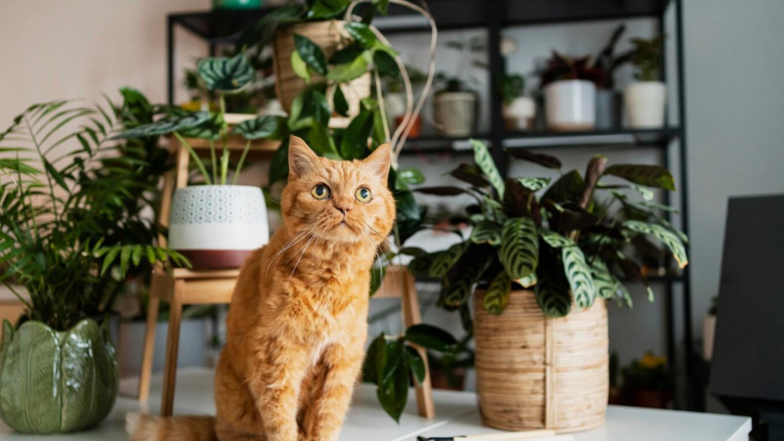 Plantas tóxicas para gatos: saiba quais evitar e o que fazer em caso de ingestão