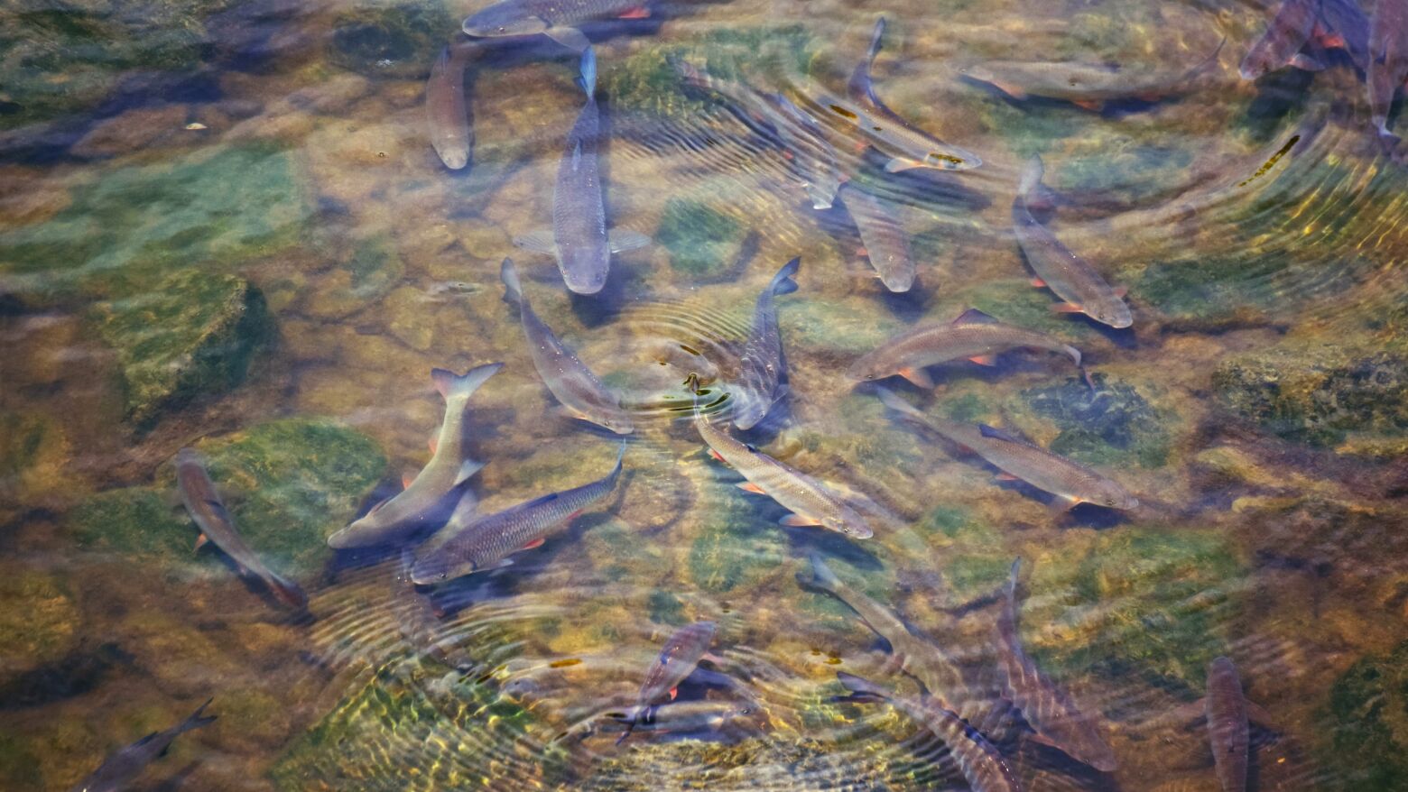 Lousada assinala Dia Mundial da Migra&ccedil;&atilde;o dos Peixes com atividades gratuitas e pesca cient&iacute;fica no Rio Sousa