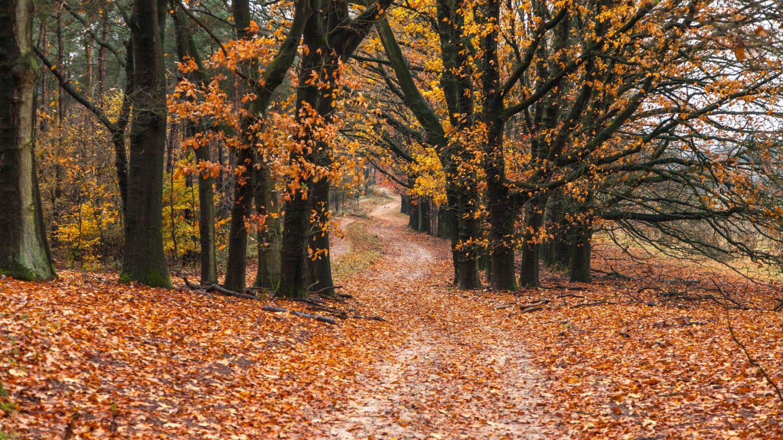 Outono astron&oacute;mico come&ccedil;a hoje no hemisf&eacute;rio norte