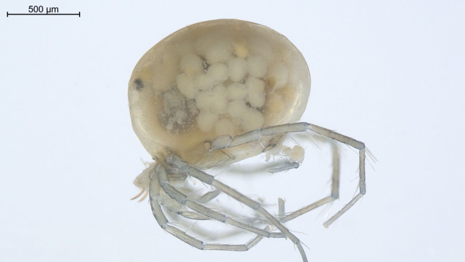 Nova esp&eacute;cie de &aacute;caro aqu&aacute;tico descoberta no Rio Mezio em Lousada &eacute; in&eacute;dita para a ci&ecirc;ncia