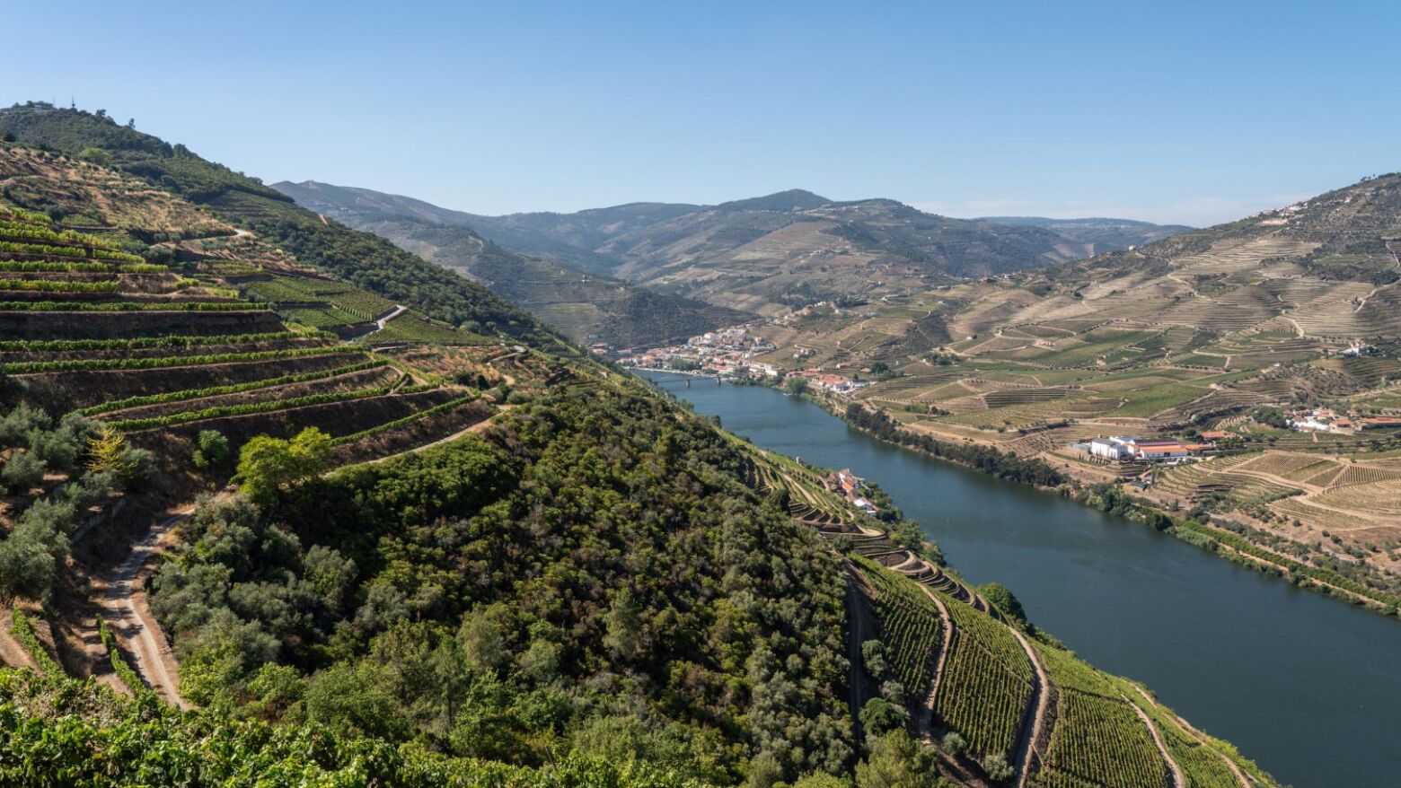 Viticultores do Douro lançam petição por medidas urgentes de apoio à vindima de 2025