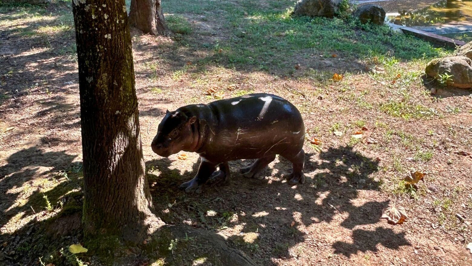 Zoo Santo Inácio prepara ampliação de 5 hectares com investimento de 3,5 milhões de euros