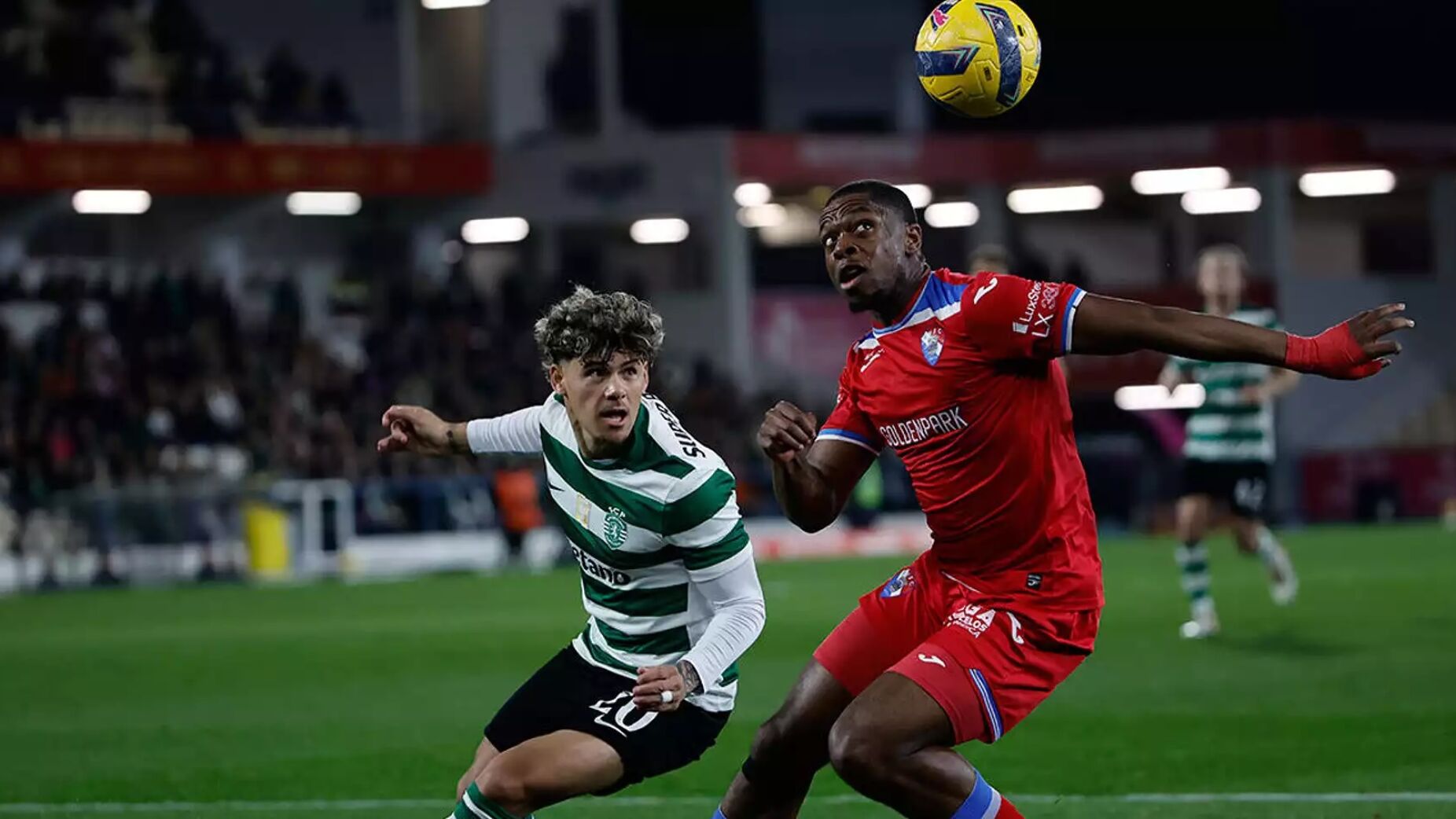 Galo de peito feito empurrou le&atilde;o &agrave;s cordas