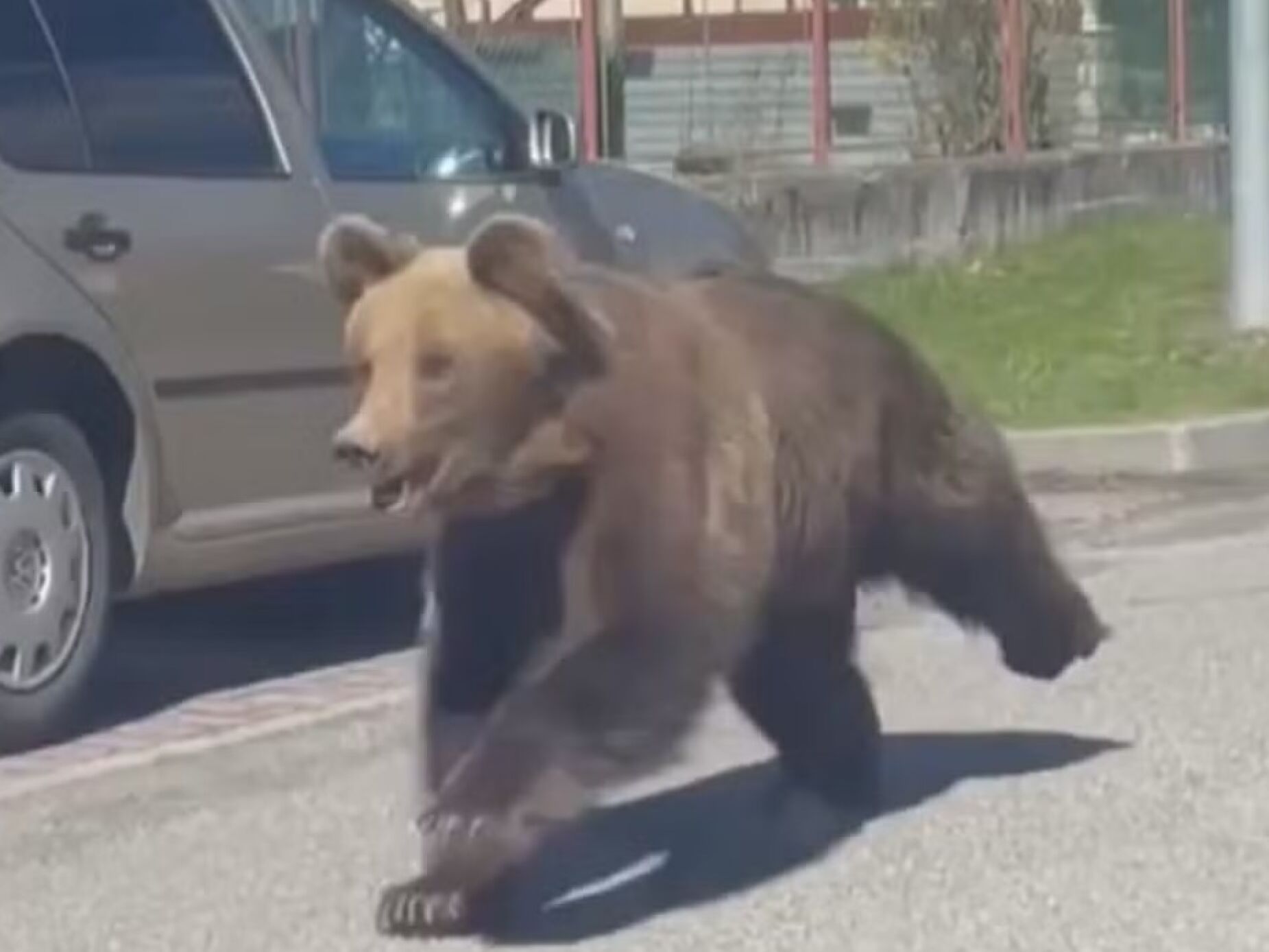 Urso provoca o pânico em cidade da Eslováquia. Cinco pessoas ficaram feridas