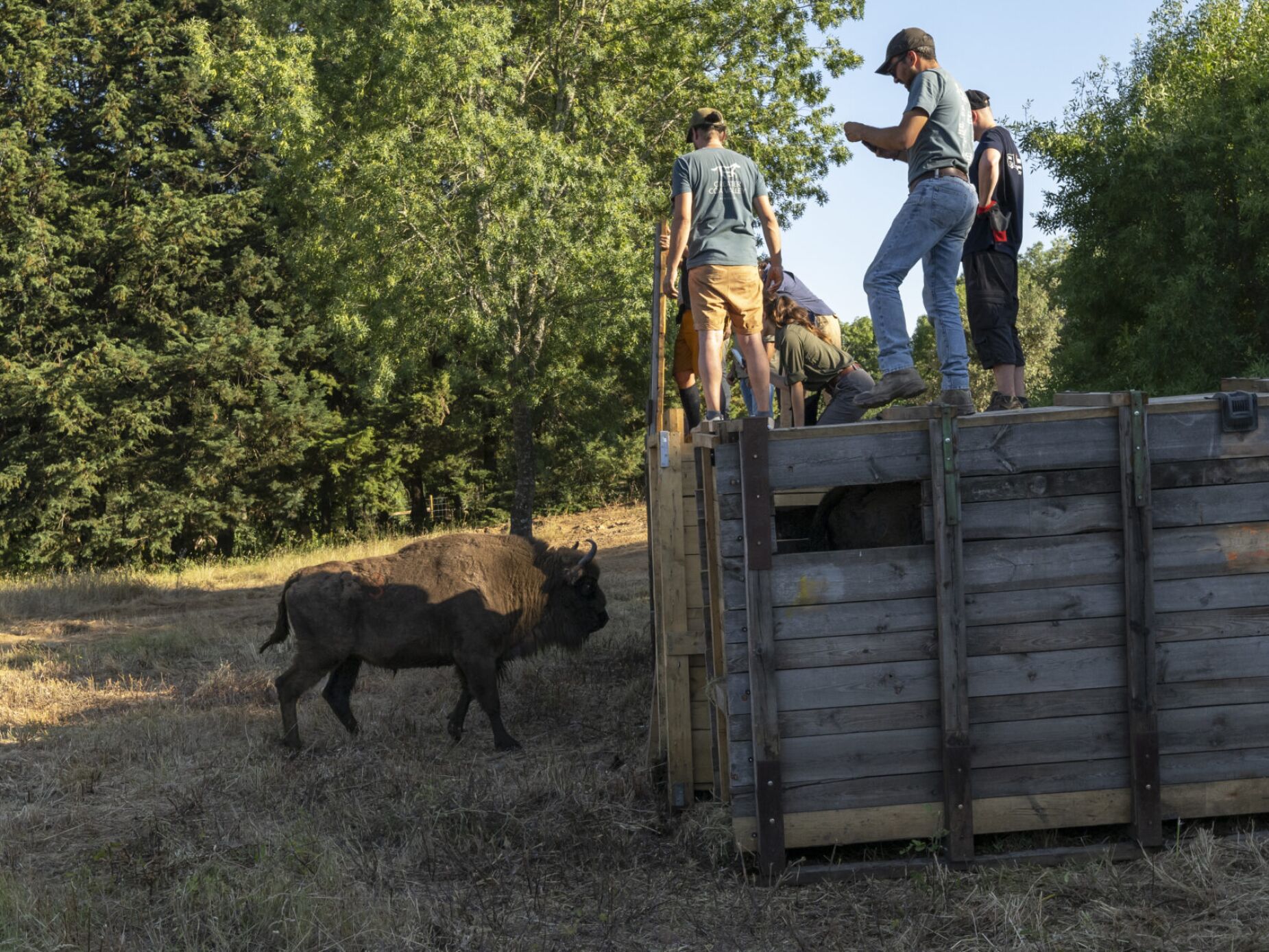 Bisontes europeus chegam a Portugal para ajudar a diminuir risco de incêndios