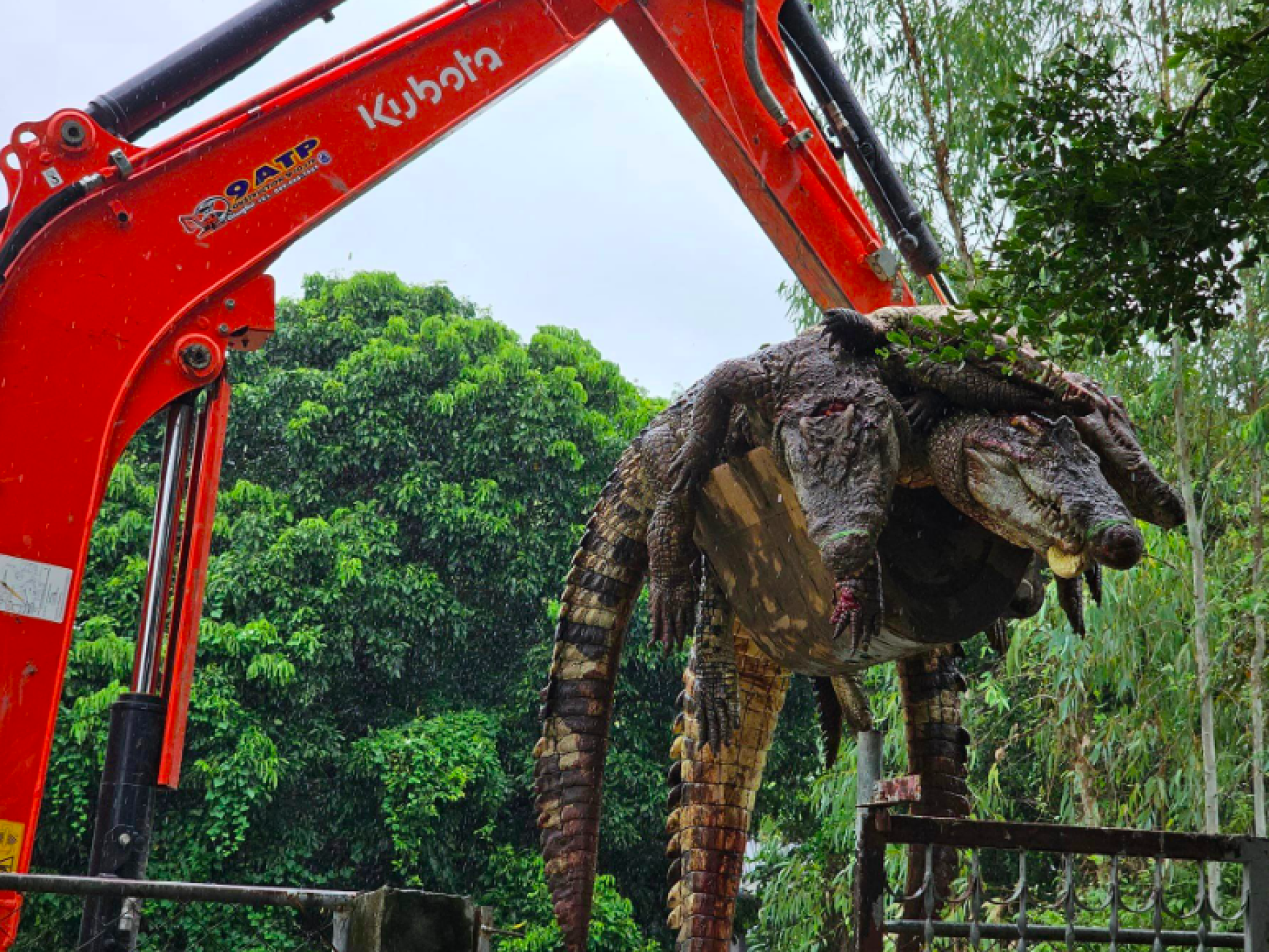 Criador tailandês abate 125 crocodilos para evitar que fugissem durante cheias