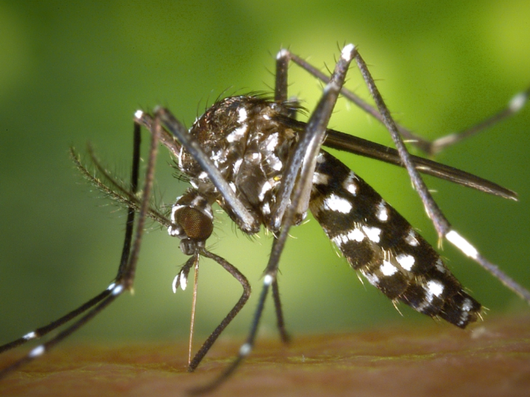 Brasil ultrapassa recorde anual de mortes por dengue em pouco mais de três meses