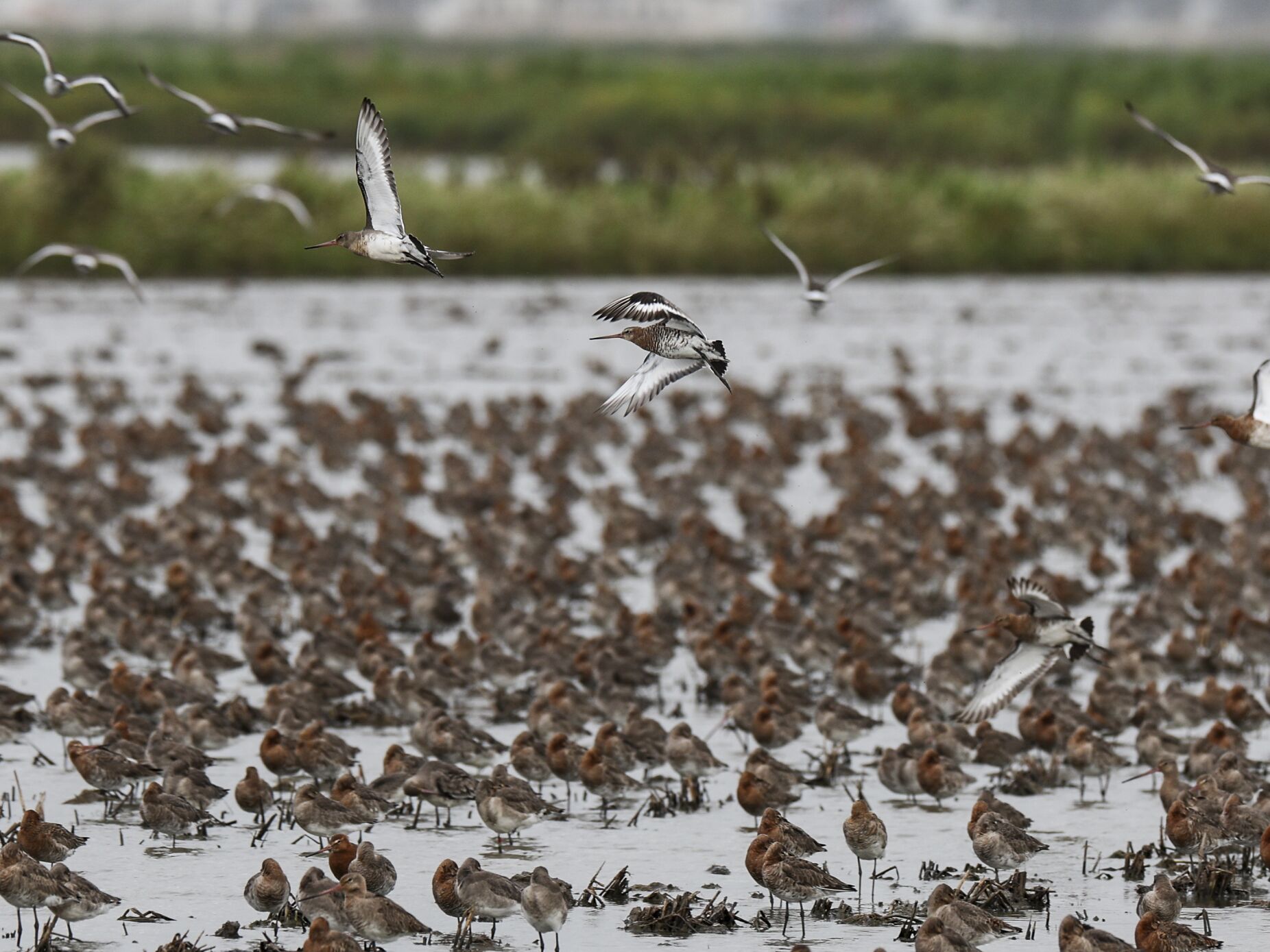 As aves da Lezíria que impediram o aeroporto no Montijo