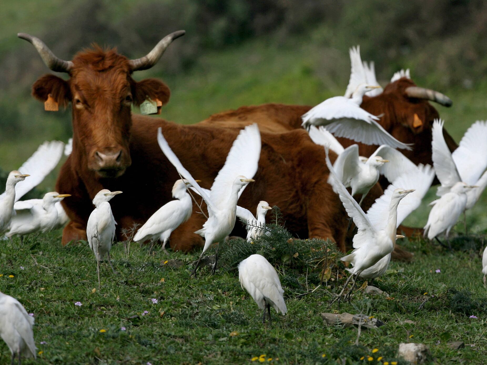 OMS revela que a estirpe H5N1 da gripe das aves foi encontrada em leite cru