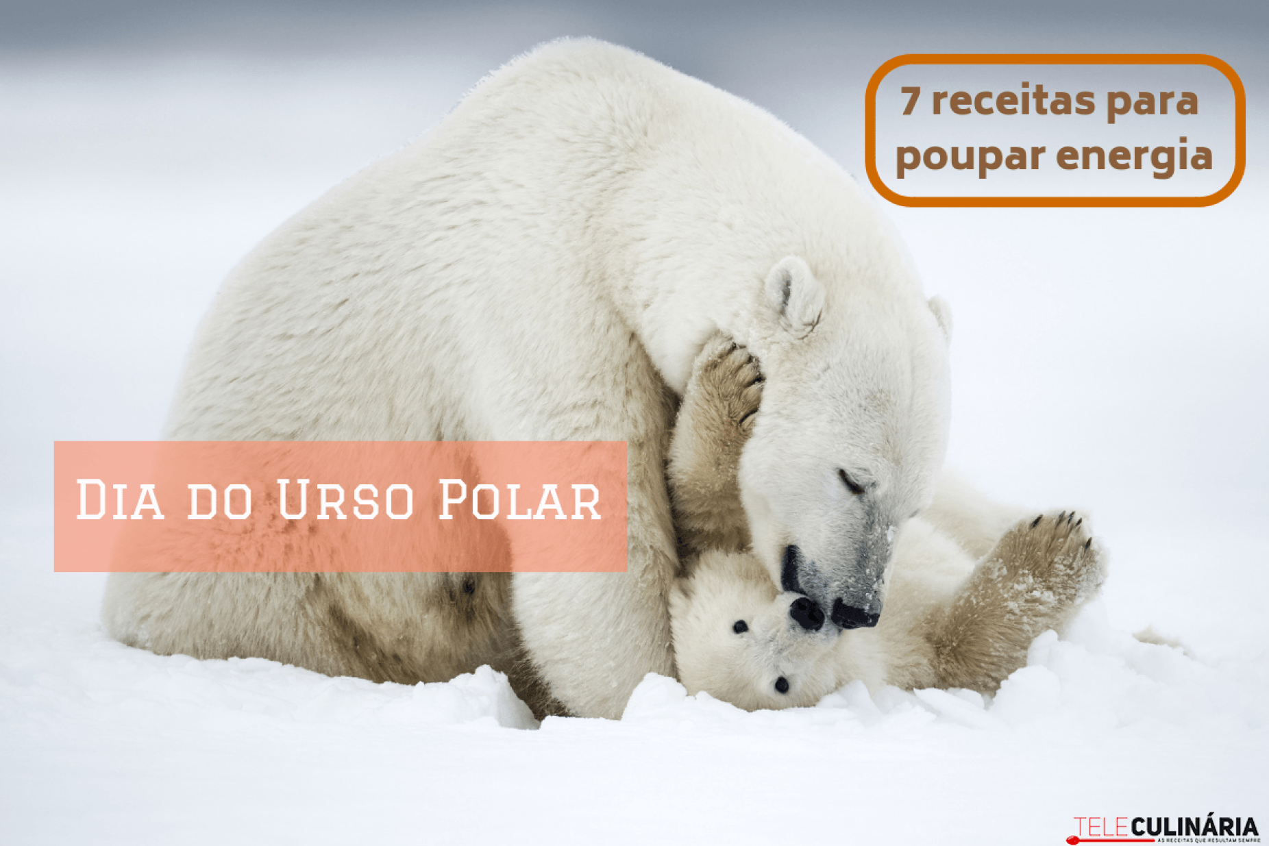 Dia Internacional do Urso Polar - 7 receitas para poupar energia