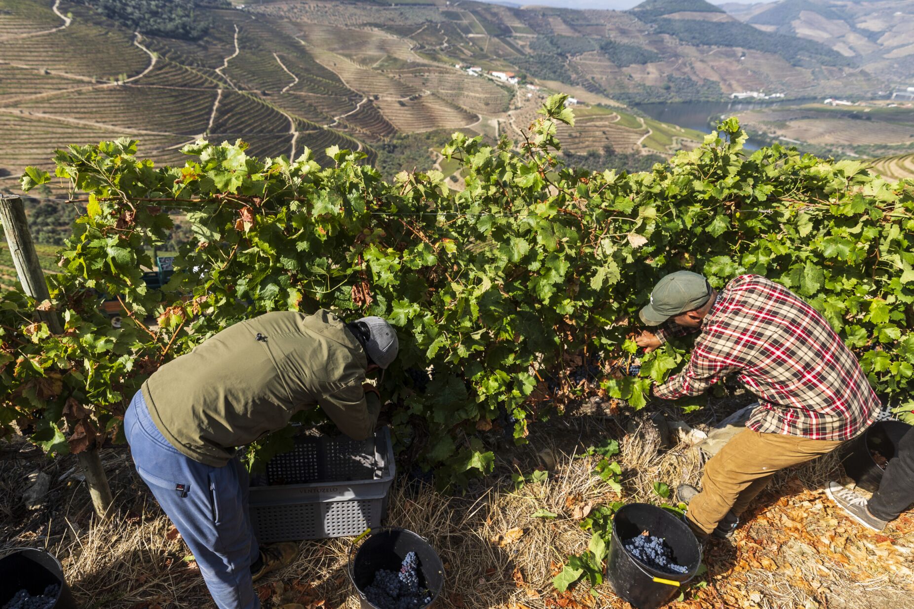 Redução do consumo de vinho do Porto agrava crise social no Douro