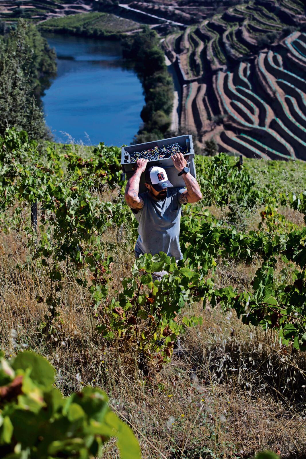 Douro Region Loses €41 Million in Three Years Due to New Port Wine Production Cuts