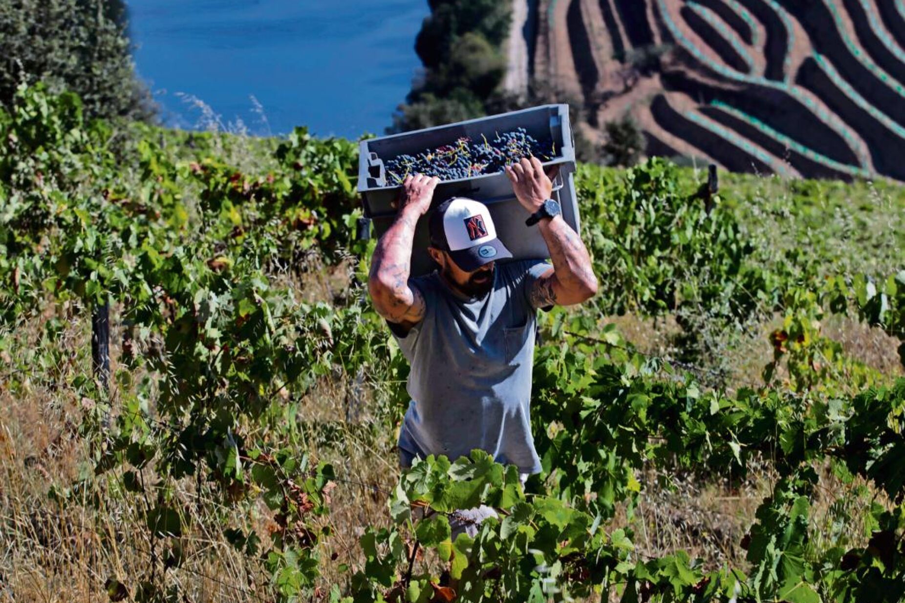 Douro vineyards