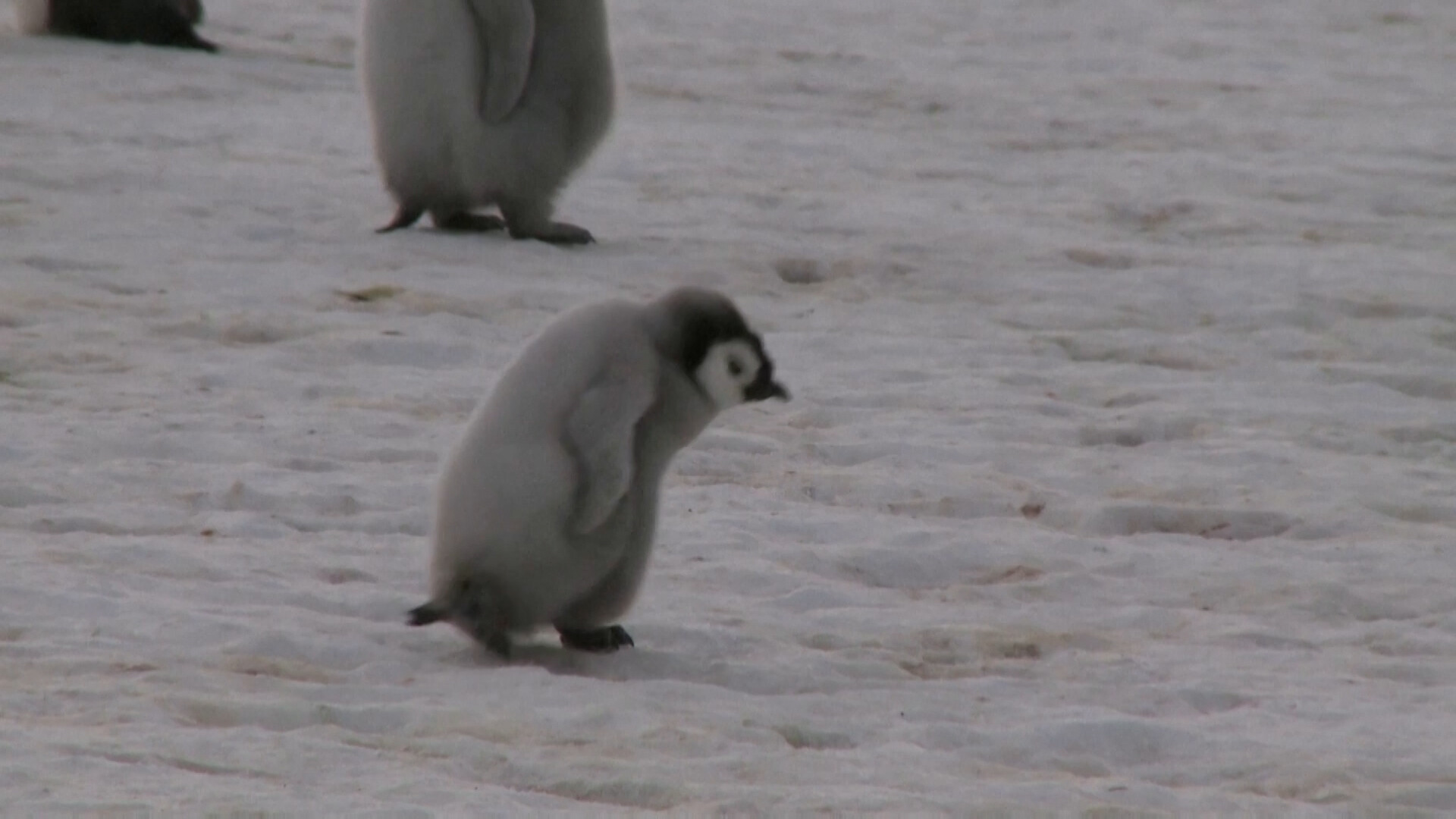 Crias De Pinguim Imperador Est O Em Vias De Extin O Devido Ao Degelo