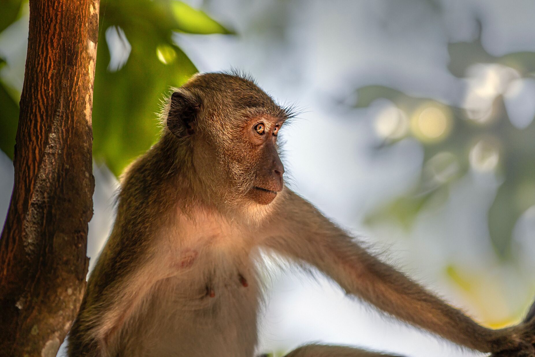 Nasce o primeiro macaco com células estaminais embrionárias de