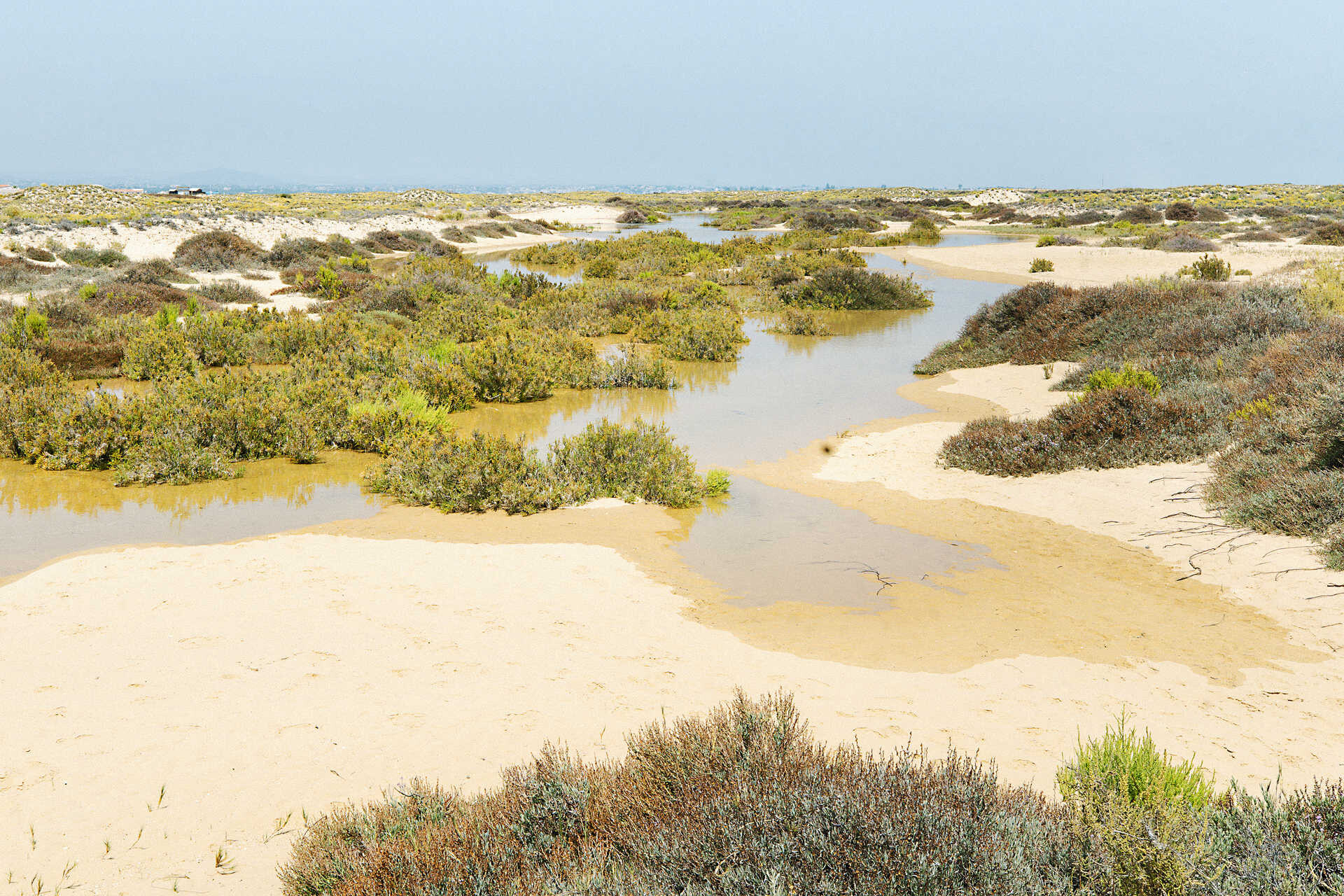 Mysterious Discovery: Woman's Body Found on Culatra Island in Faro