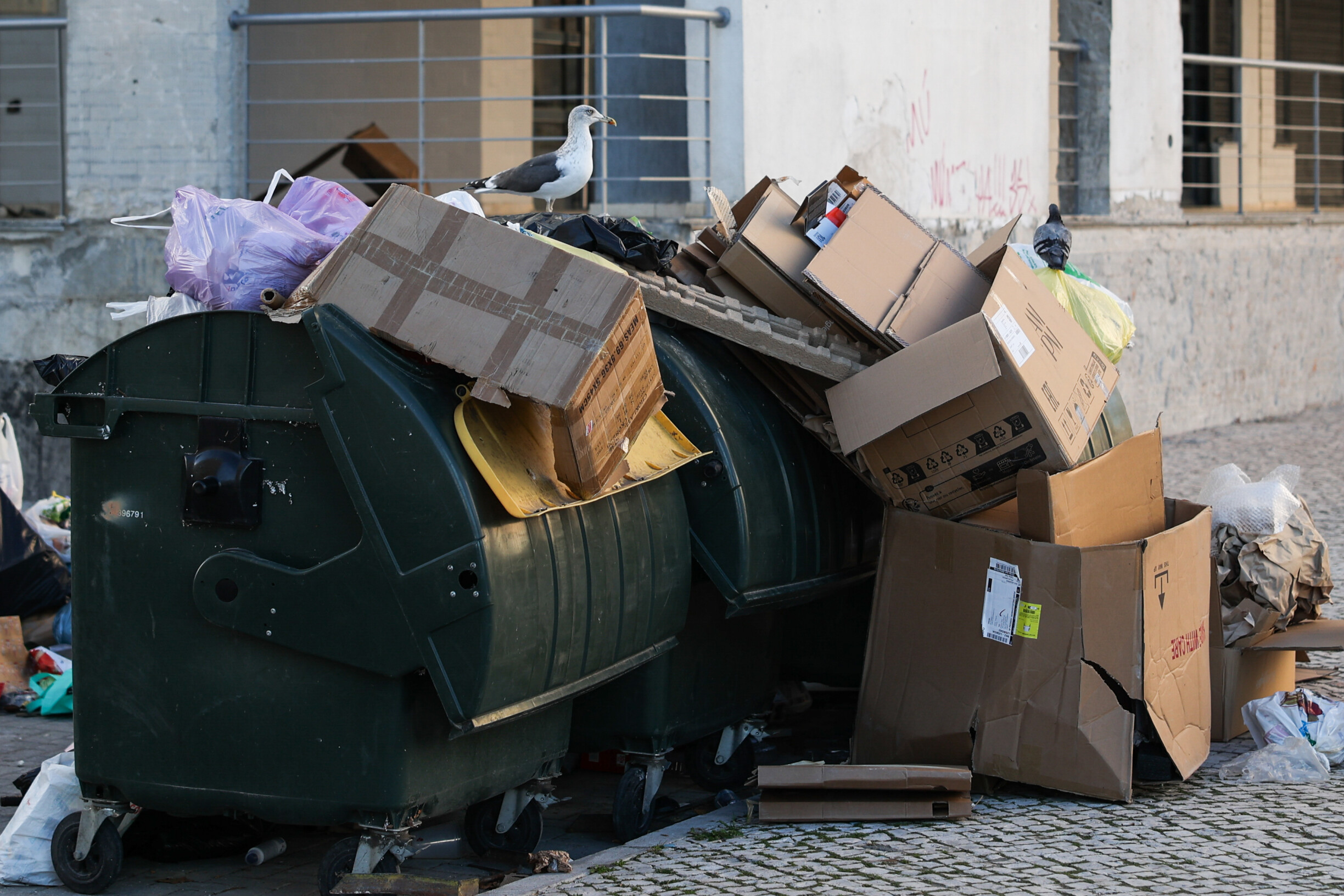 Garbage Strike in Lisbon: Seagulls Take Over the Streets!