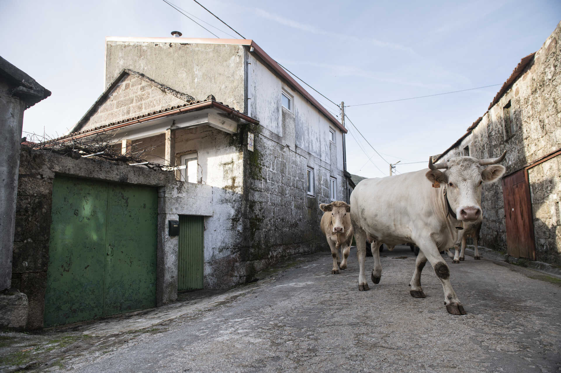 Foreign National Arrested for Hiding Fugitive in Montalegre: Shocking Details Unveiled