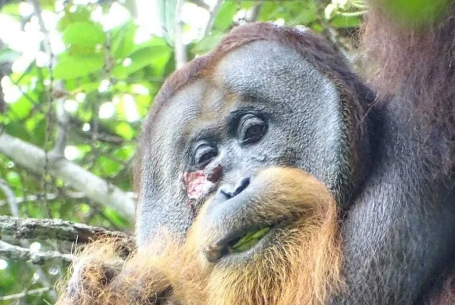 Se observa que el orangután es el primer animal que cura una herida con una planta medicinal