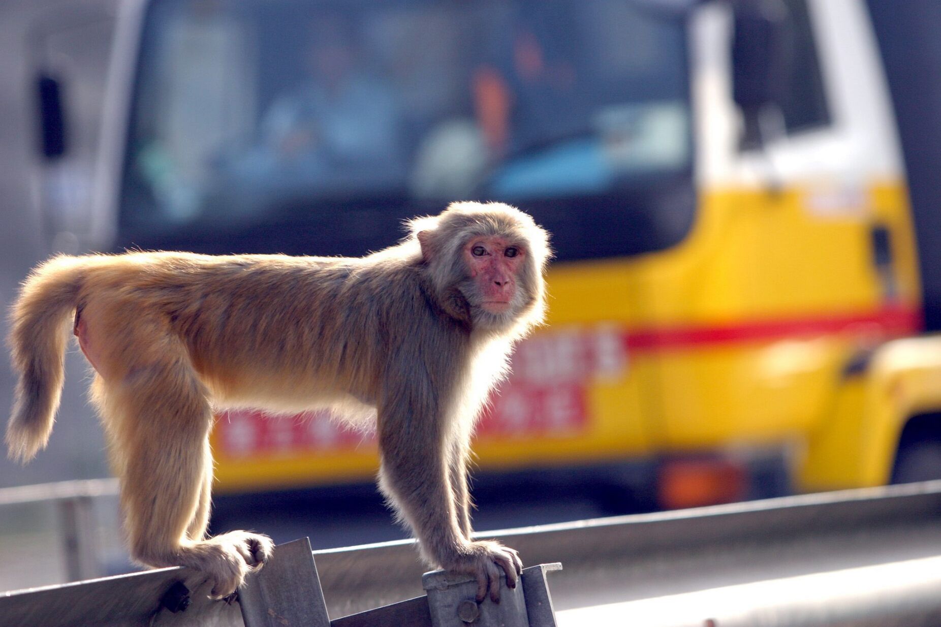 Macacos machos praticam mais sexo entre eles do que com fêmeas