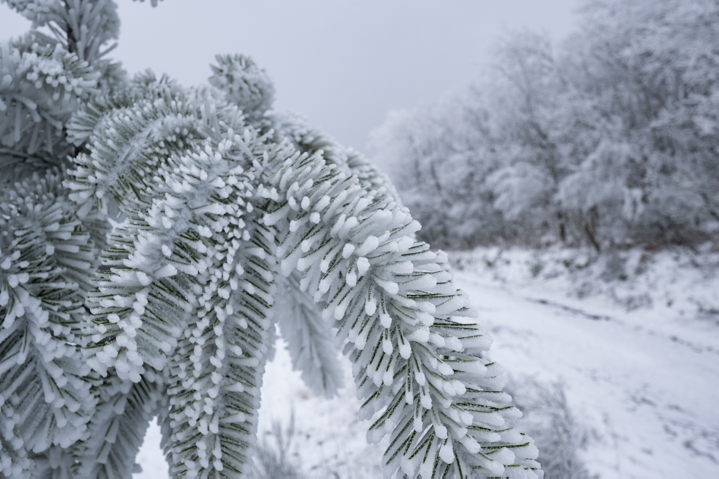 Brace for Impact: Severe Weather Set to Hit Portugal with Snow, Rain, and Strong Winds!