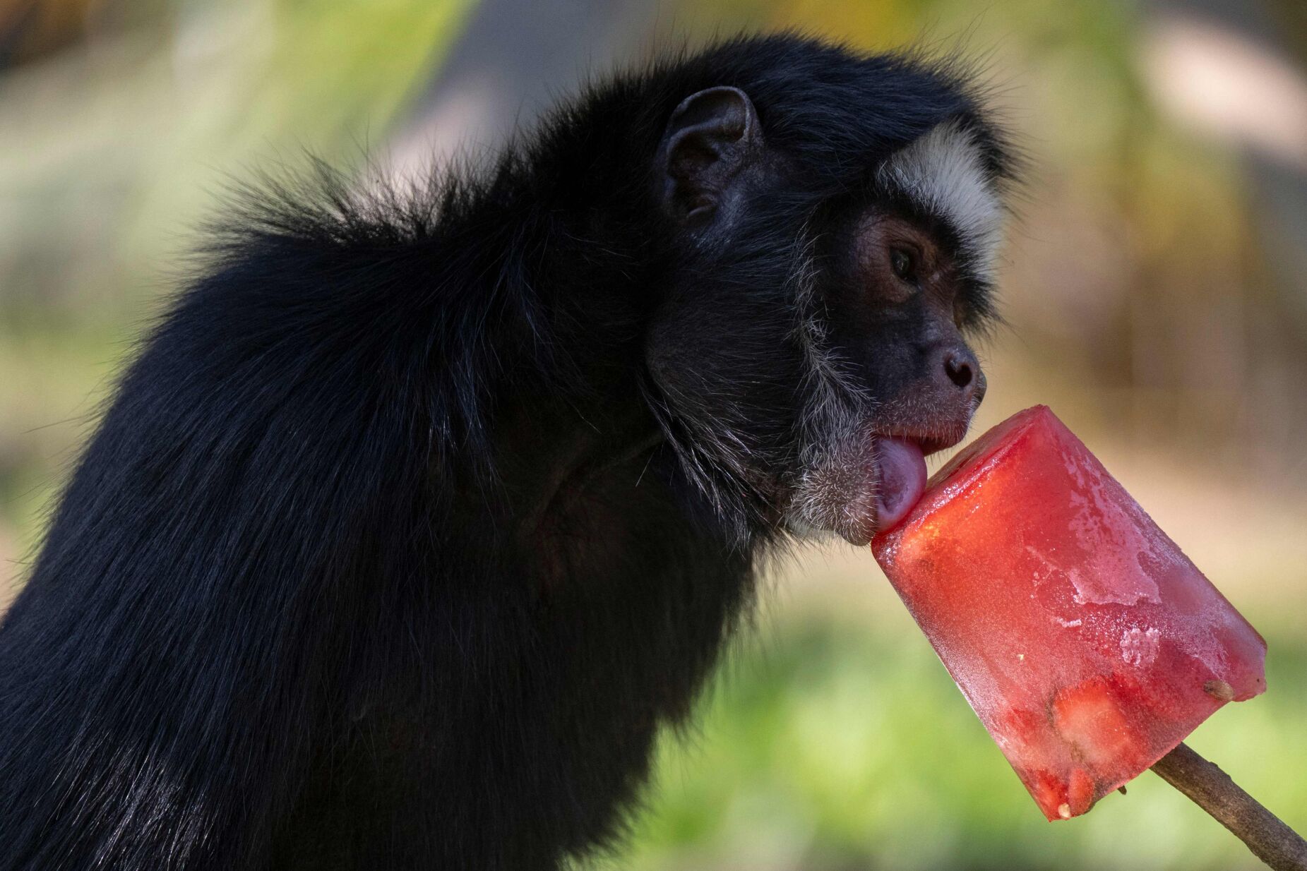 Macaco faz amizade com cachorro e o leva para passear na floresta