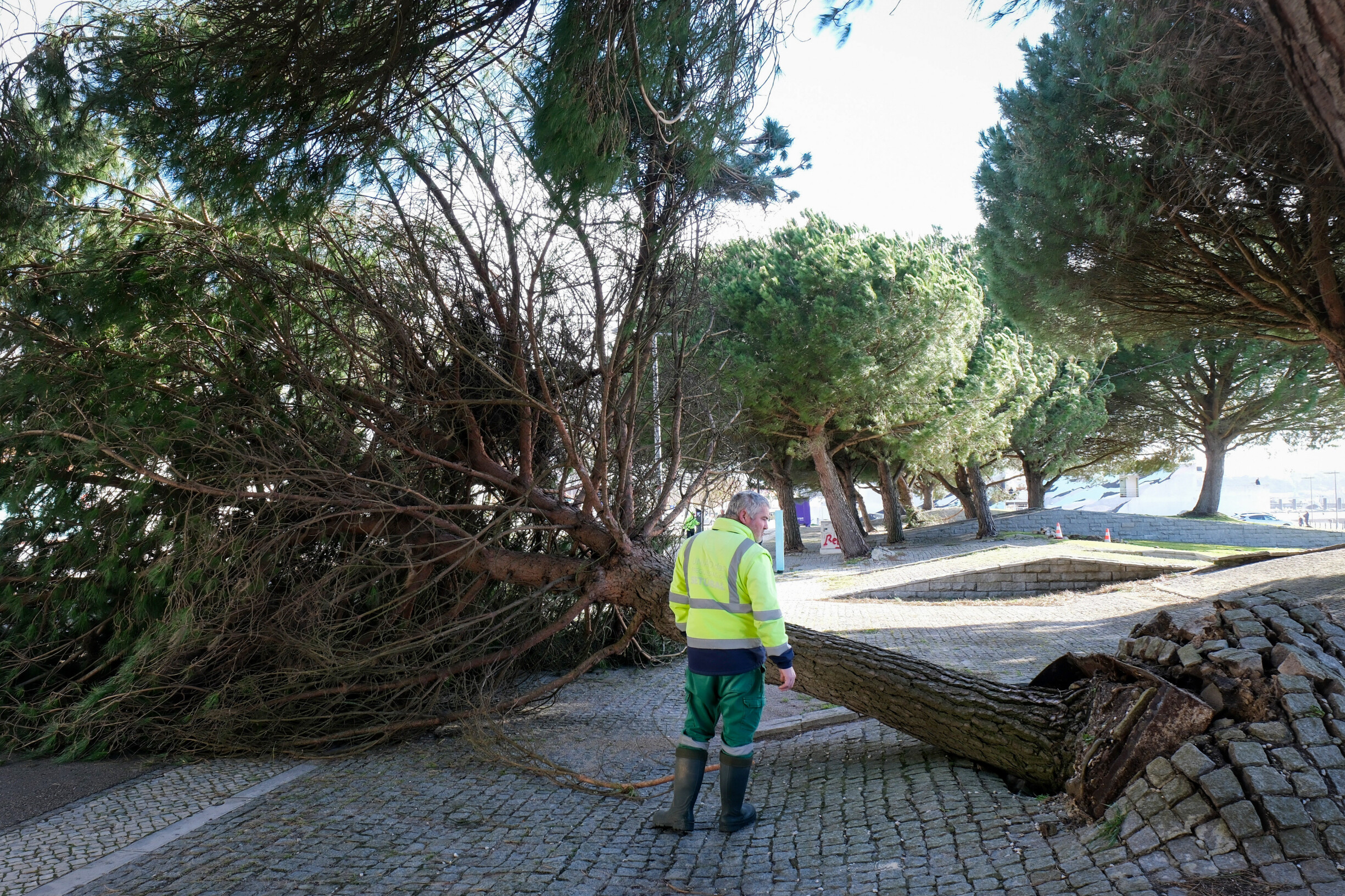 Woman Severely Injured by Falling Tree in Sintra: Latest Updates