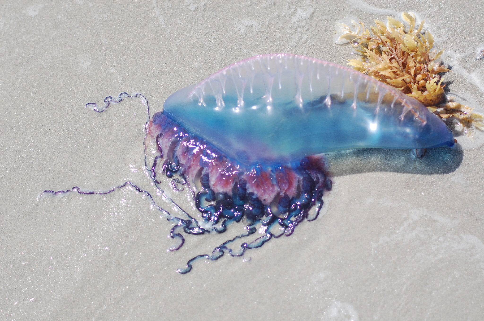 Beware! Portuguese Man o' War Sightings from Sintra to the Algarve Raise Alarm