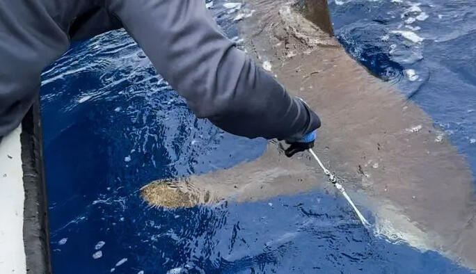 Tiburón punta blanca marcado por primera vez por científicos en el Caribe