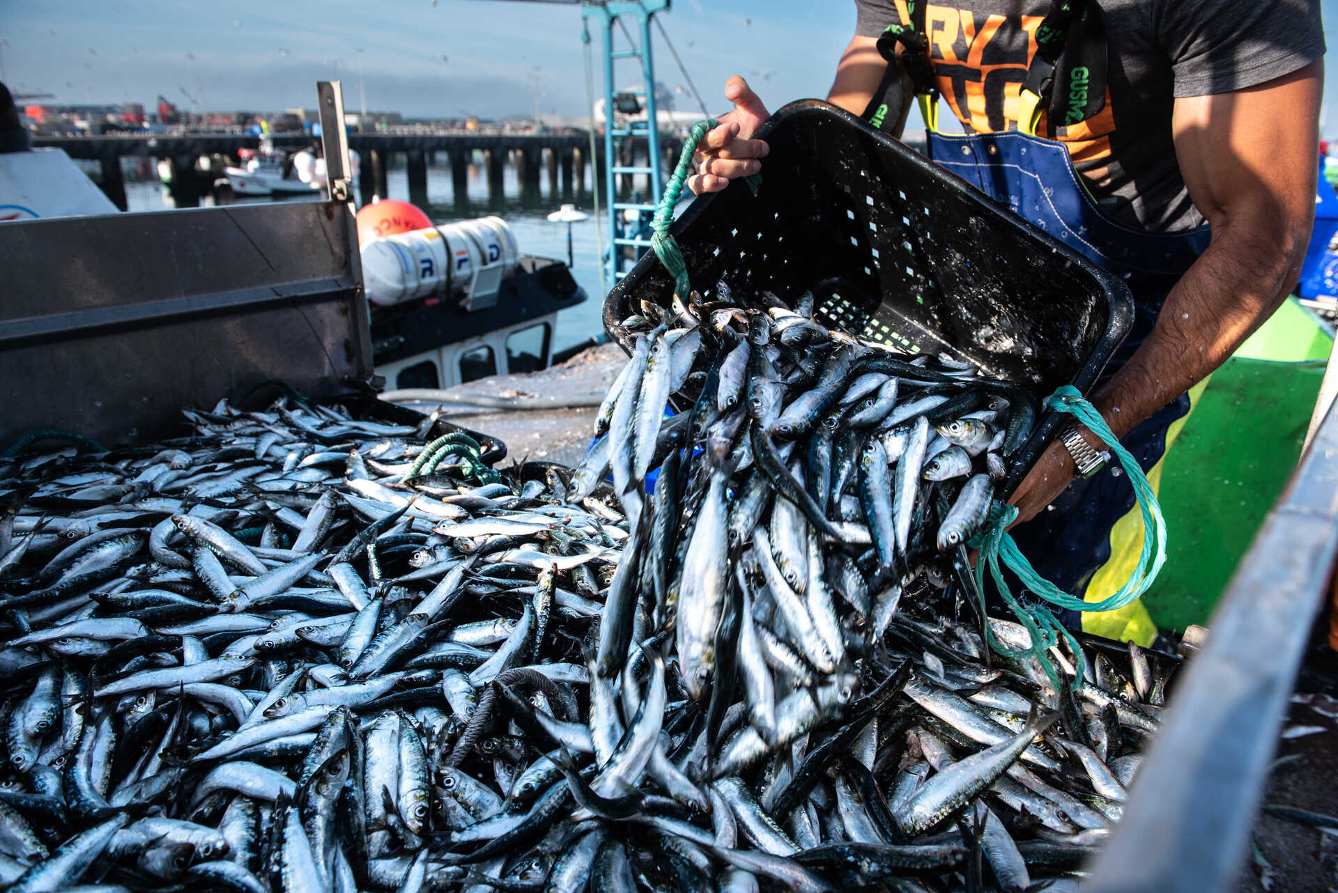 Comer más sardinas y menos carnes rojas podría salvar hasta 750.000 vidas