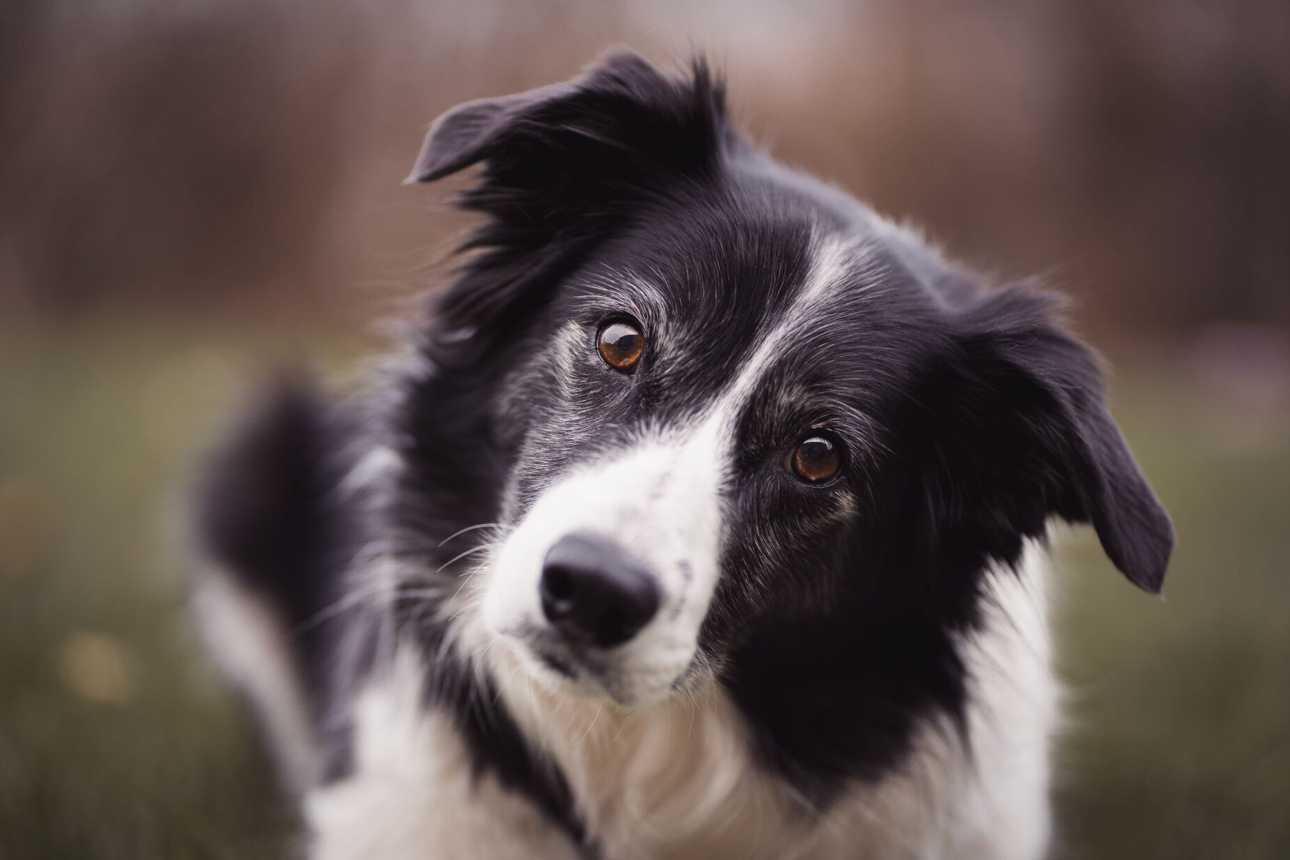 Intelig&ecirc;ncia artificial vai traduzir o que o seu gato ou c&atilde;o lhe est&aacute; a dizer