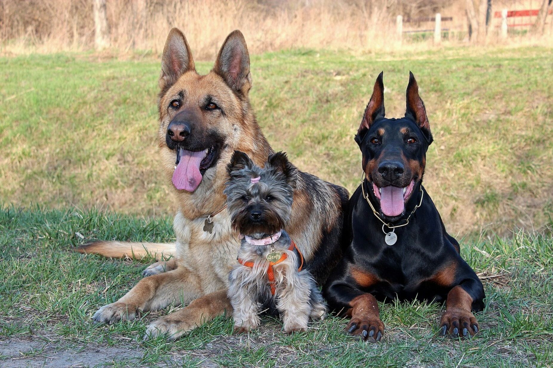 Esta &eacute; a ra&ccedil;a de c&atilde;o que o pode ajudar a emagrecer