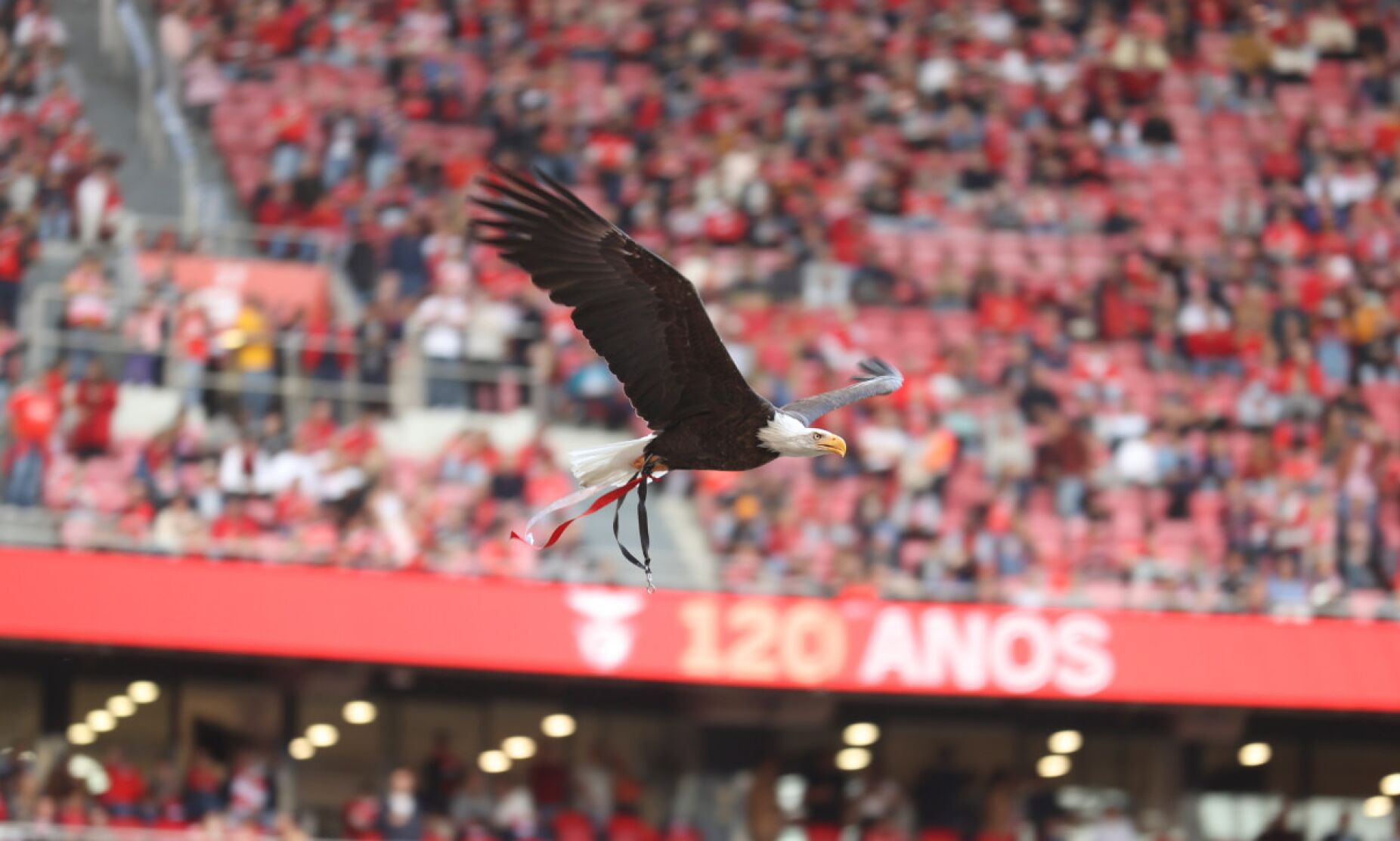 MAG do Benfica faz esclarecimento sobre a votação nas eleições