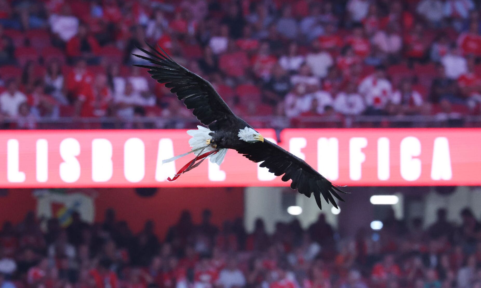 Regulamento Eleitoral do Benfica: vai haver debate entre os candidatos na BTV