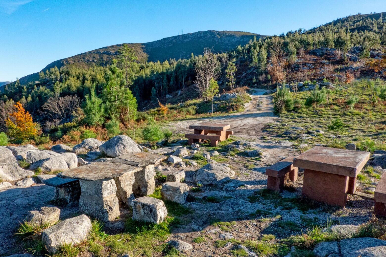 “Floresta Ativista” junta ambiente, participação e comunidade em Arouca
