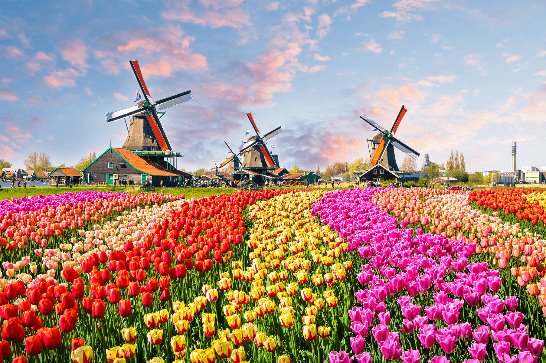 Renda-se à beleza da Holanda Florida: tudo o que pode fazer e visitar durante a primavera
