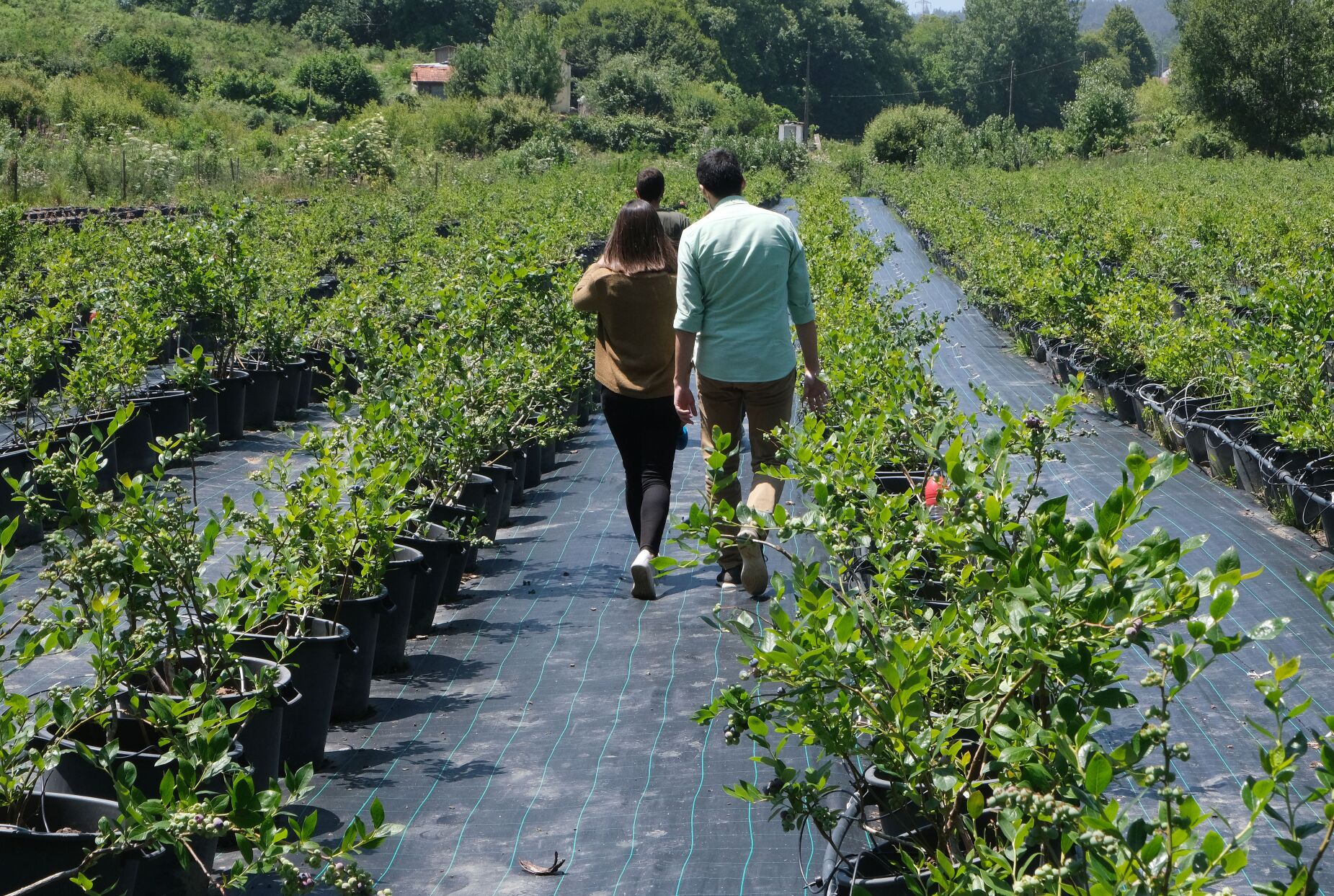 Agricultura precisa de se modernizar para atrair os jovens