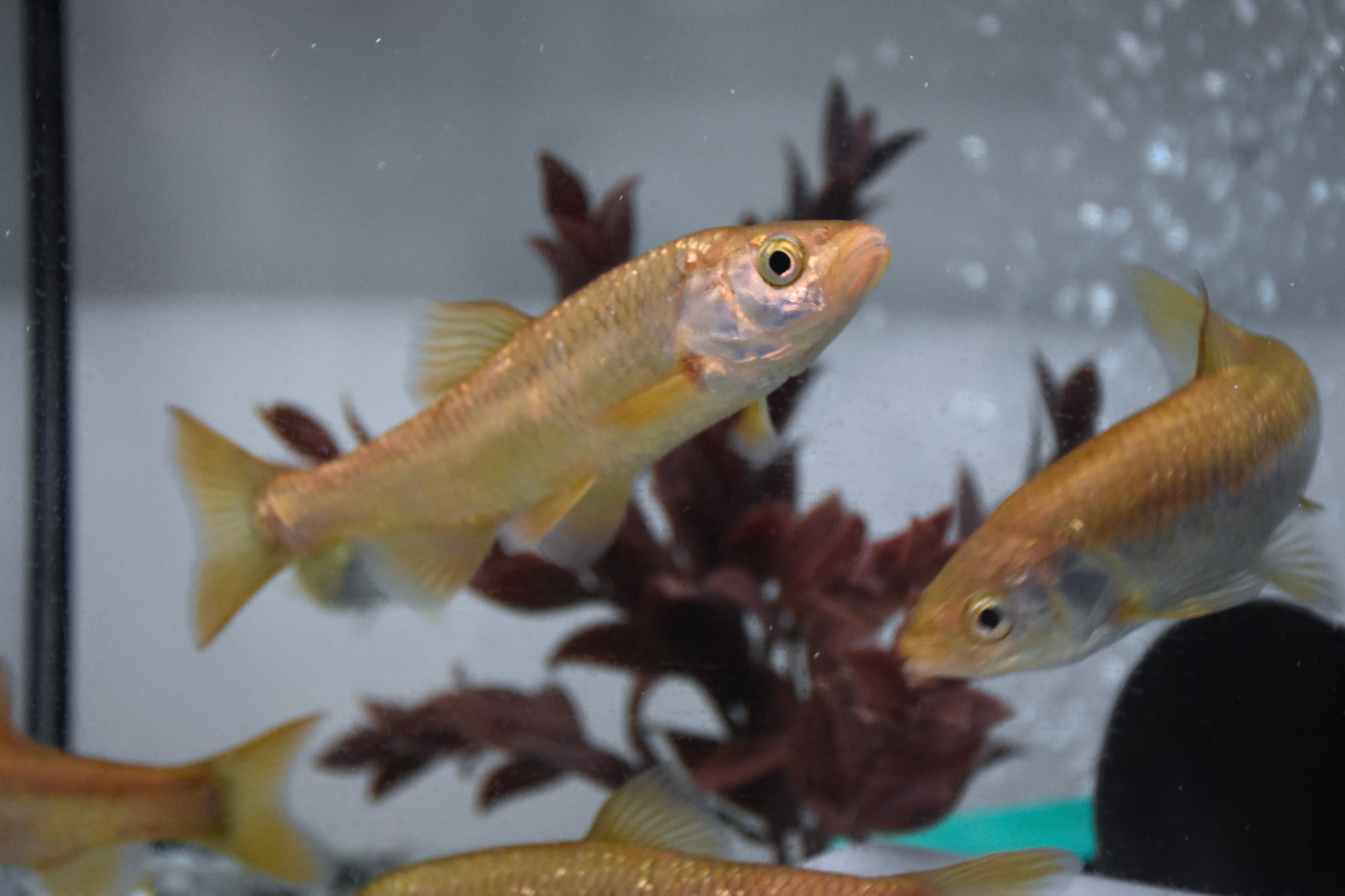 Cientistas descobrem nova espécie de peixe na bacia do Sado