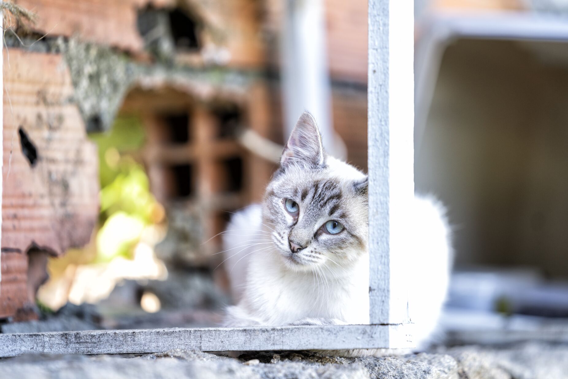 "Isto nem tem nome." Autarca de Vila Franca de Xira acredita que morte de 16 gatos teve "mão humana"