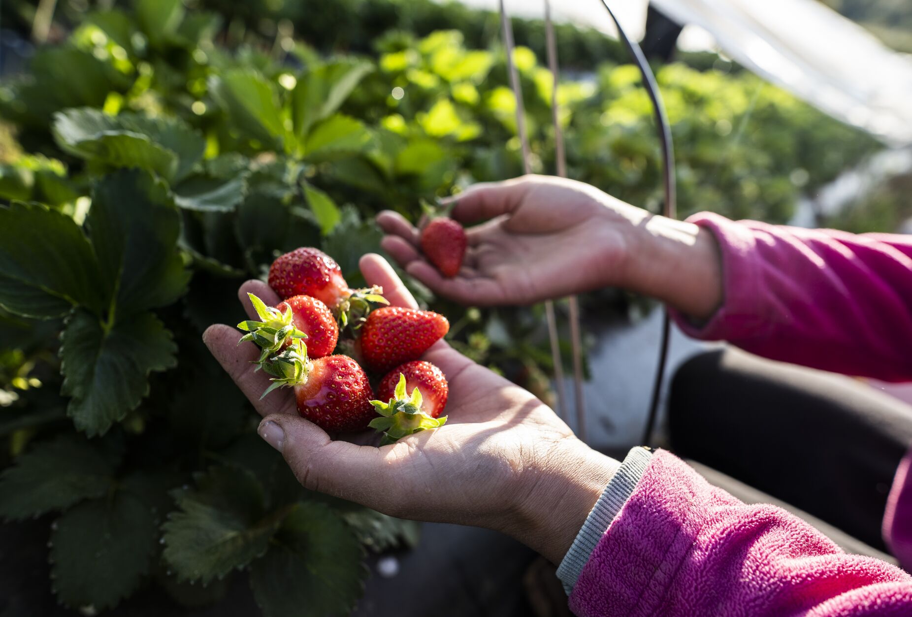 Temporal destrói estufas de morangos e tomates, agricultores com perdas significativas