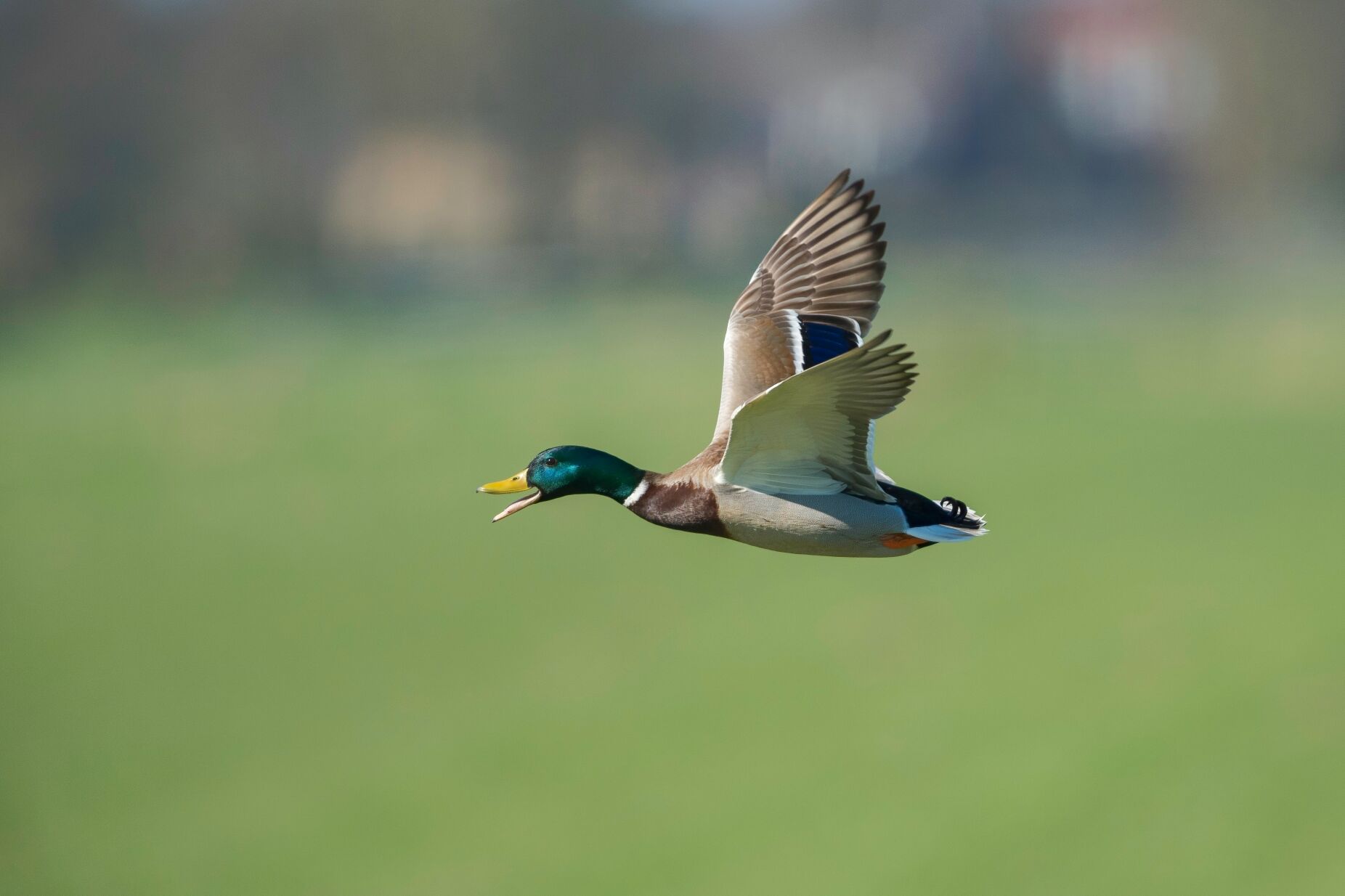 Gripe das aves detetada em exploração de patos em Benavente