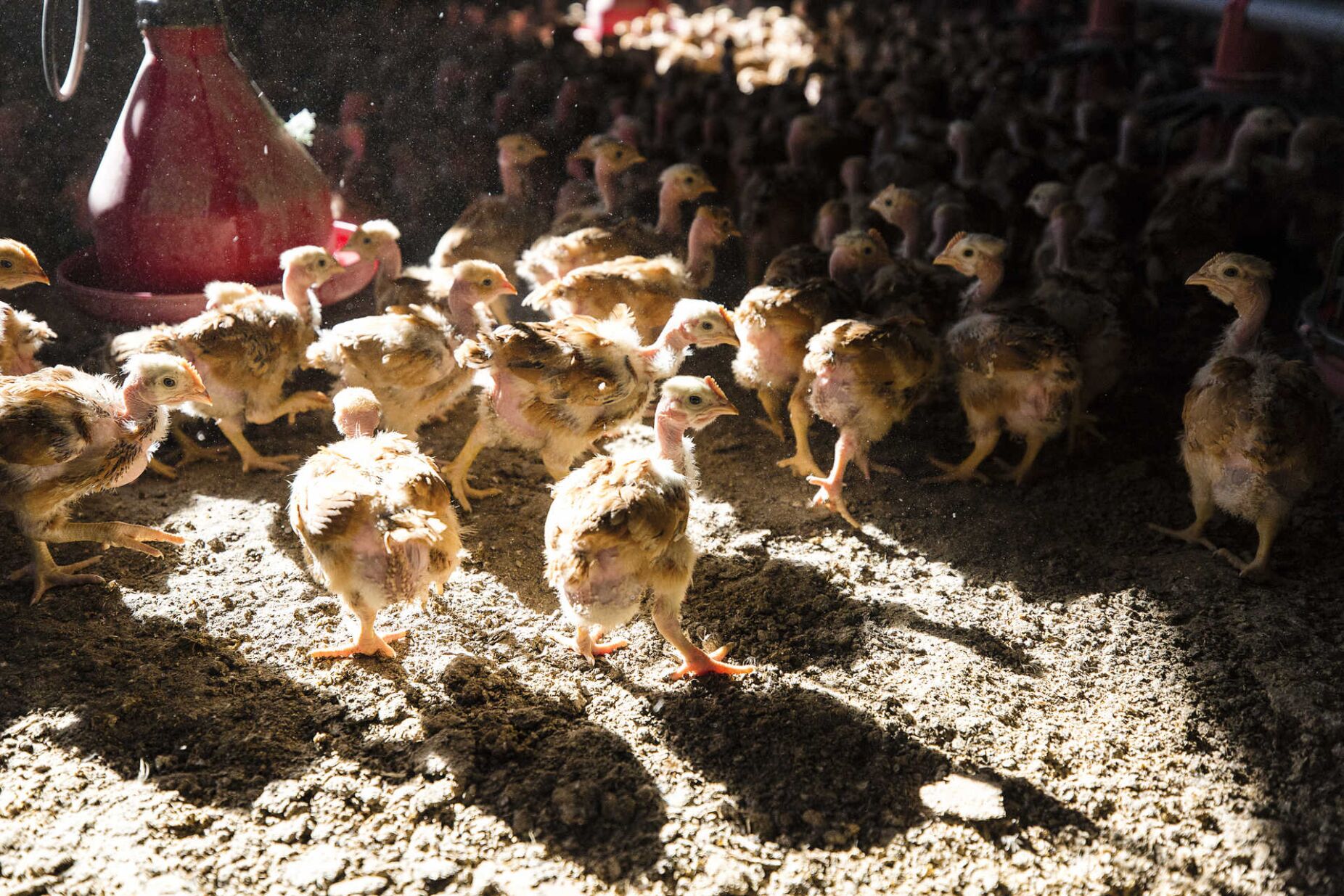 Redução do uso dos antibióticos na agricultura e pecuária é "uma das grandes lutas globais"