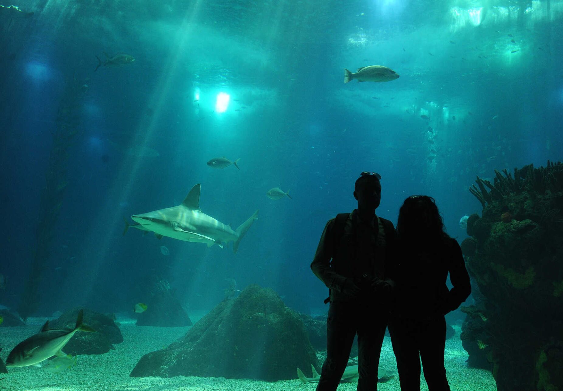 Nova espécie de bactéria descoberta em corais do Oceanário de Lisboa